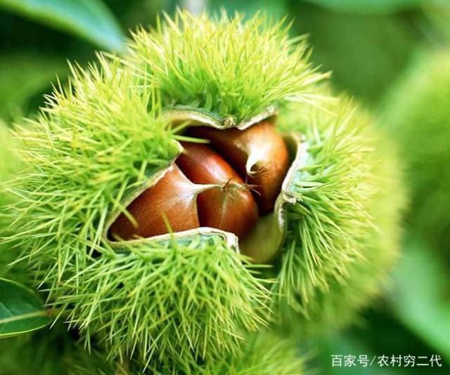 這十個(gè)農(nóng)村致富項(xiàng)目，總有一個(gè)適合你，看完趕緊收藏